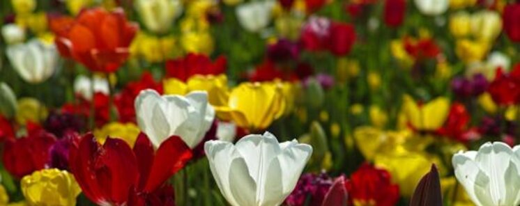 Como disfrutar de tu jardn Como disfrutar de tu jardn