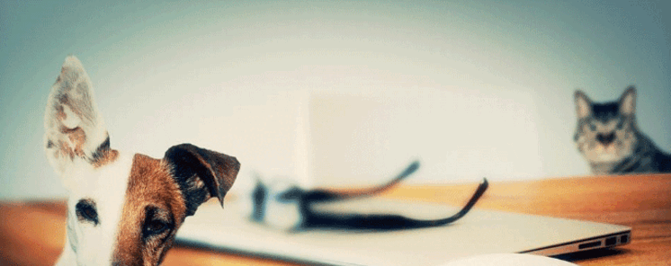 Cmo preparar tu presupuesto para adoptar una mascota